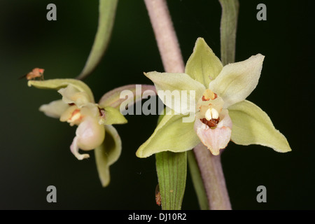 Violette Helleborine (Epipactis Purpurata) Nahaufnahme Blume, Oxfordshire, England, August Stockfoto