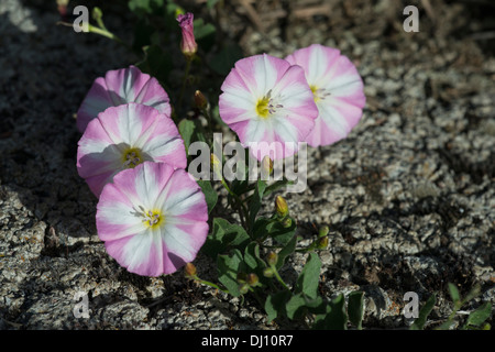 Ackerwinde (Convolvulus Arvensis) Blumen Feld Stockfoto