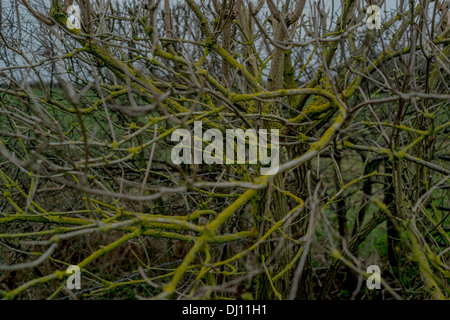 Ein Alter Baum mit seinen Ästen in Flechten bedeckt Stockfoto