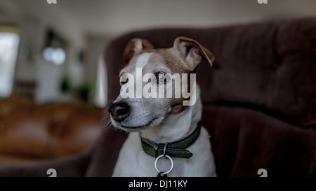 Jack Russell Terrier Hund portrait Stockfoto
