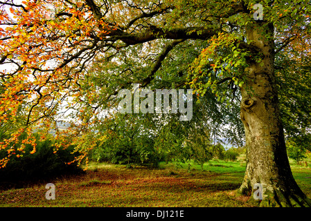 Herbstliche Bäume in Balloch Country Park, Balloch, Schottland, Großbritannien. Stockfoto