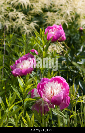 Drei feine Speciment Pfingstrose Bowl of Beauty in gemischten Beet Stockfoto