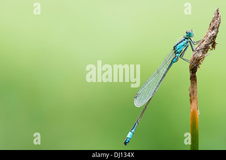 Weibliche gemeinsame Blue Damselfly ruht an einem See in Gloucestershire UK Stockfoto