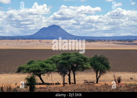 Tiere ruhen unter Akazien an Silale Sumpf während der trockenen Jahreszeit, Tarangire Nationalpark, Tansania Stockfoto