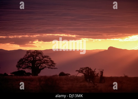 Baobab-Baum (Affenbrotbäume Digitata) bei Sonnenuntergang über afrikanische Grabenbruch, Tarangire Nationalpark, Tansania Stockfoto
