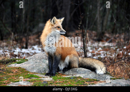 Wilde Rotfuchs sitzend auf einem Felsen, Blick zur Seite. Stockfoto