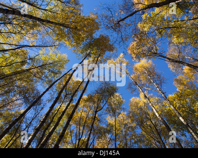 Herbst in einem Birkenwald auf Baumkronen mit gelben Blättern und ein blauer Himmel, Oslo Norwegen Stockfoto
