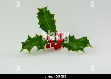 Ein Zweig der Holly von einem weißen Hintergrund Stockfoto
