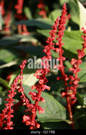 Salvia, Sabra Spike Salbei, Ernte Salbei, Salvia Confertiflora, Lamiaceae. Stockfoto