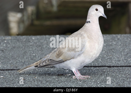 Rotflügel Taube Streptopelia decaocto Stockfoto