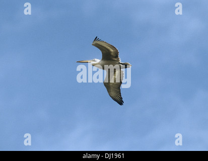 Krauskopfpelikan - Pelecanus crispus Stockfoto