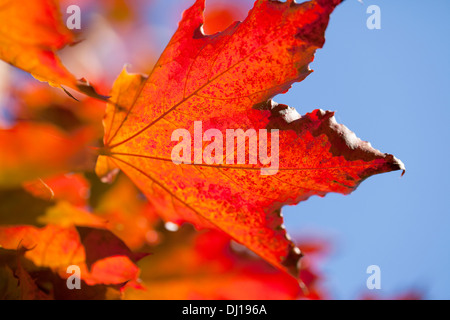 Bunten Ahornblatt im Herbst. Stockfoto
