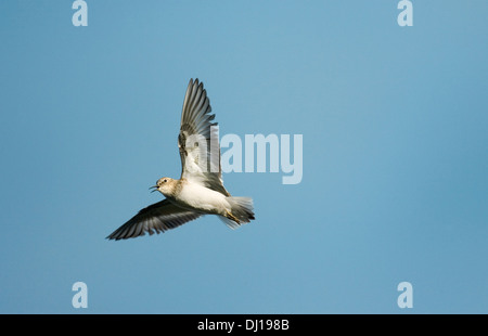 Temminck Stint Calidris temminckii Stockfoto