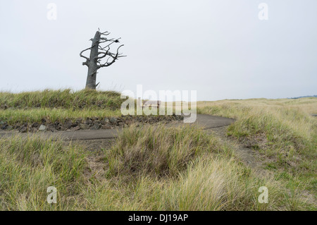 Clarks Baum - Long Beach, Pacific County, Washington, USA Stockfoto