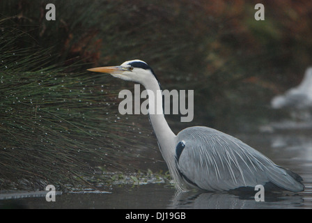 Graue Reiher (Ardea Cinerea) im Nebel, Bushy Park, London, England. Stockfoto