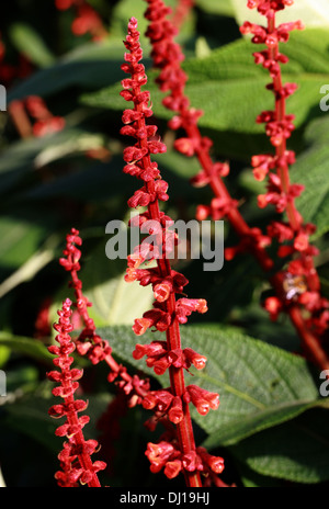 Salvia, Sabra Spike Salbei, Ernte Salbei, Salvia Confertiflora, Lamiaceae. Stockfoto