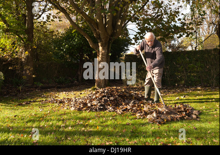 warm angezogen Gentleman Rechen Blätter mit einem hölzernen Garten Rechen im Herbst nach dem Sturz am sonnigen Tag niedrigen Winkel Sonne Stockfoto