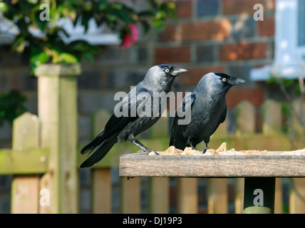 Dohle Corvus monedula Stockfoto