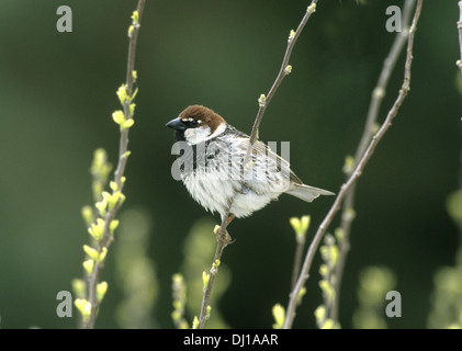 Spanische Sparrow-männlich - Passer hispaniolensis Stockfoto