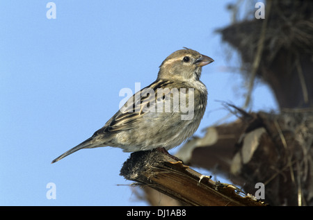 Spanische Sparrow-weiblich - Passer hispaniolensis Stockfoto