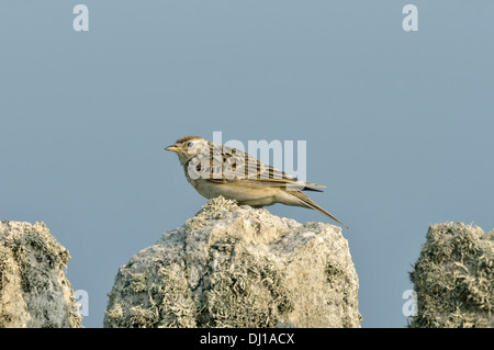 Feldlerche Alauda arvensis Stockfoto