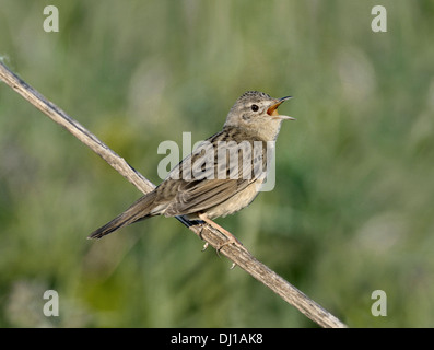 Grasshopper Warbler Locustella naevia Stockfoto