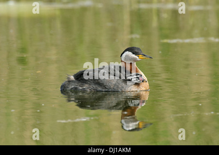 Red-necked Grebe Podiceps grisegena Stockfoto