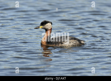 Red-necked Grebe Podiceps grisegena Stockfoto