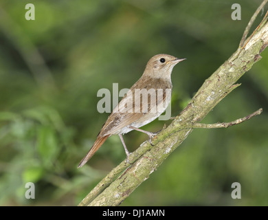 Thrush Nightingale - Luscinia luscinia Stockfoto