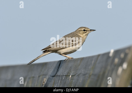 Tawny Pieper - Anthus pratensis Stockfoto