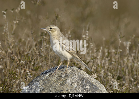 Tawny Pieper - Anthus pratensis Stockfoto