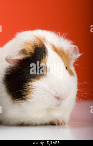 Süße weiße Meerschweinchen sitzen auf roten weißen Hintergrund Stockfoto