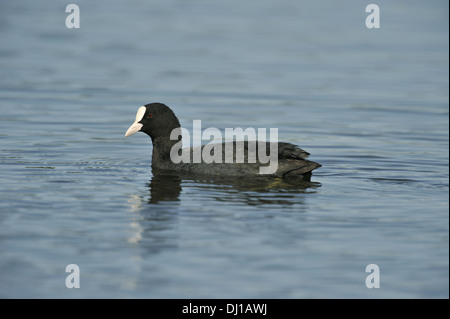 Blässhuhn Fulica atra Stockfoto