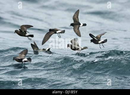 Europäische Sturmschwalbe - Hydrobates pelagicus Stockfoto