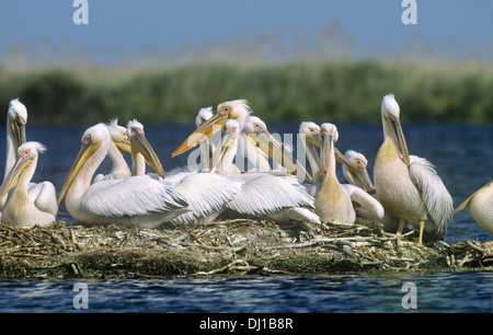 Weißer Pelikan - Pelecanus onocrotalus Stockfoto