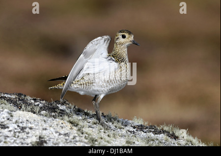 Golden Plover Pluvialis apricaria Stockfoto