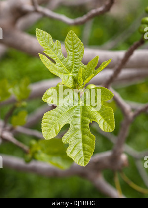 Feigenblätter in Stu. Ein Cluster aus Feigenblättern auf einem Ast eines Feigenbaumes. Stockfoto