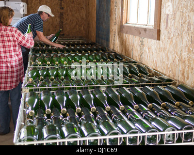 Festlegung der Sekt. Zwei Arbeiter nehmen neu verschlossen Flaschen Wein und legt sie ihre Gärung beenden Stockfoto