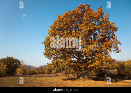 Gelbe Baum auf dem Hügel im Herbst. Rund um den Bereich, der fast volle Mond Holzzaun ist sichtbar auf den klaren Himmel Stockfoto