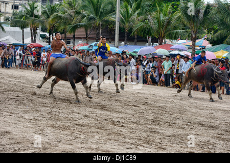 Laufen der Stiere. Wasserbüffel Rennen mit ihren Jockeys bei der Chonburi Buffalo Racing Festival, Thailand Stockfoto