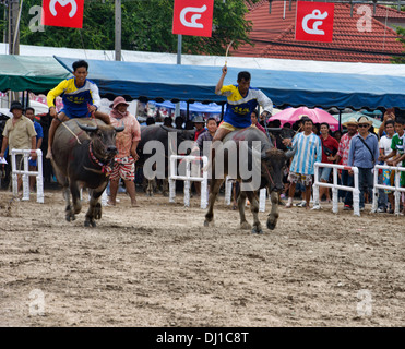 Laufen der Stiere. Wasserbüffel Rennen mit ihren Jockeys bei der Chonburi Buffalo Racing Festival, Thailand Stockfoto