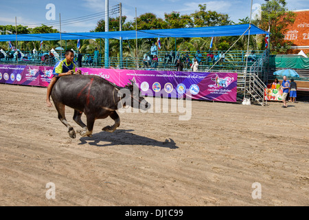 Laufen der Stiere. Wasserbüffel und Jockey bei der Chonburi Buffalo Racing Festival, Thailand Stockfoto