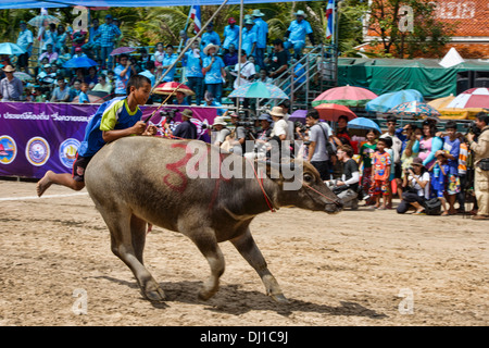 Laufen der Stiere. Wasserbüffel und Jockey bei der Chonburi Buffalo Racing Festival, Thailand Stockfoto