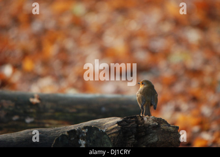 Robin (Erithacus Rubecula) saß auf einem Baumstamm in Mitte Herbst; Bushy Park. Stockfoto