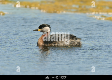 Red-necked Grebe Podiceps grisegena Stockfoto