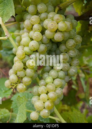 Eine doppelte Reihe von Vidal Trauben am Rebstock. Eine Fülle von dicke grüne Trauben hängen von einer Weinrebe. Stockfoto