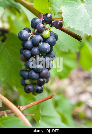 Eine kleine Gruppe von Banco-Noir-Trauben. Eine feine Traube für leichten Rotwein reift am Rebstock. Klein und unreif. Stockfoto