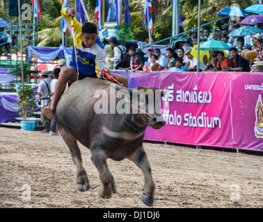 Laufen der Stiere. Wasserbüffel und Jockey bei der Chonburi Buffalo Racing Festival, Thailand Stockfoto