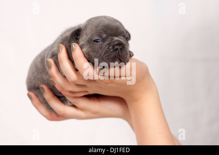 Französische Bulldogge Welpen auf der Seite Studio Bild vor weißem Hintergrund Stockfoto