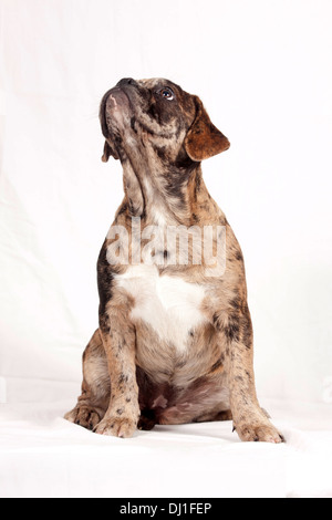 Französische Bulldogge Merle Hundesitting Studio Bild vor weißem Hintergrund Stockfoto